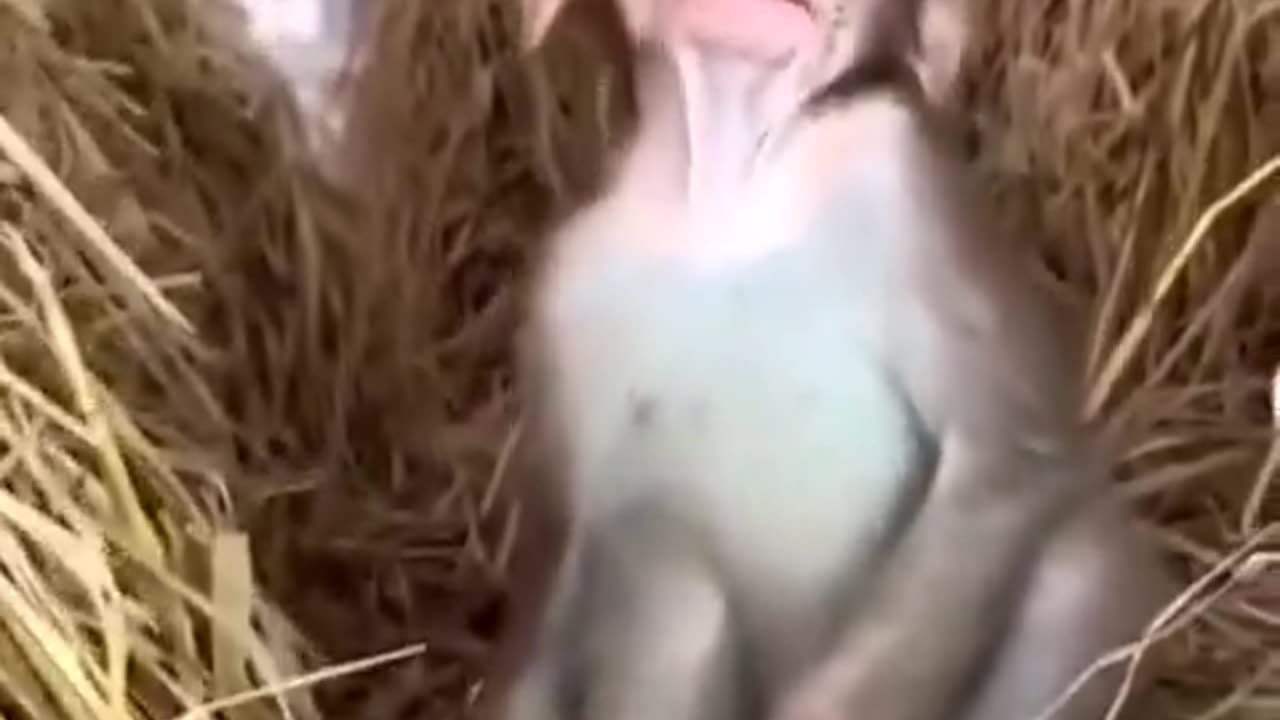 Sleepy Monkey..🐒😴
