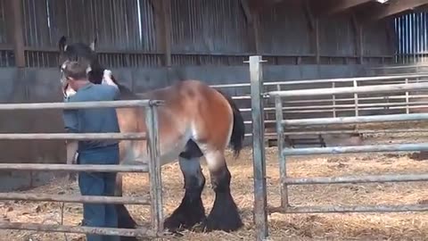Horse Farm