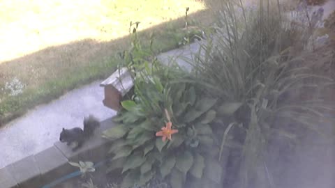 Butch the Sunflower