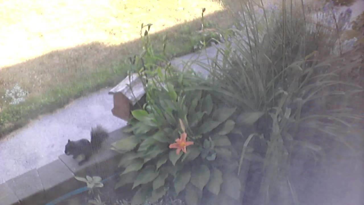 Butch the Sunflower