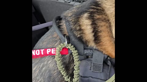 Service dog public access.