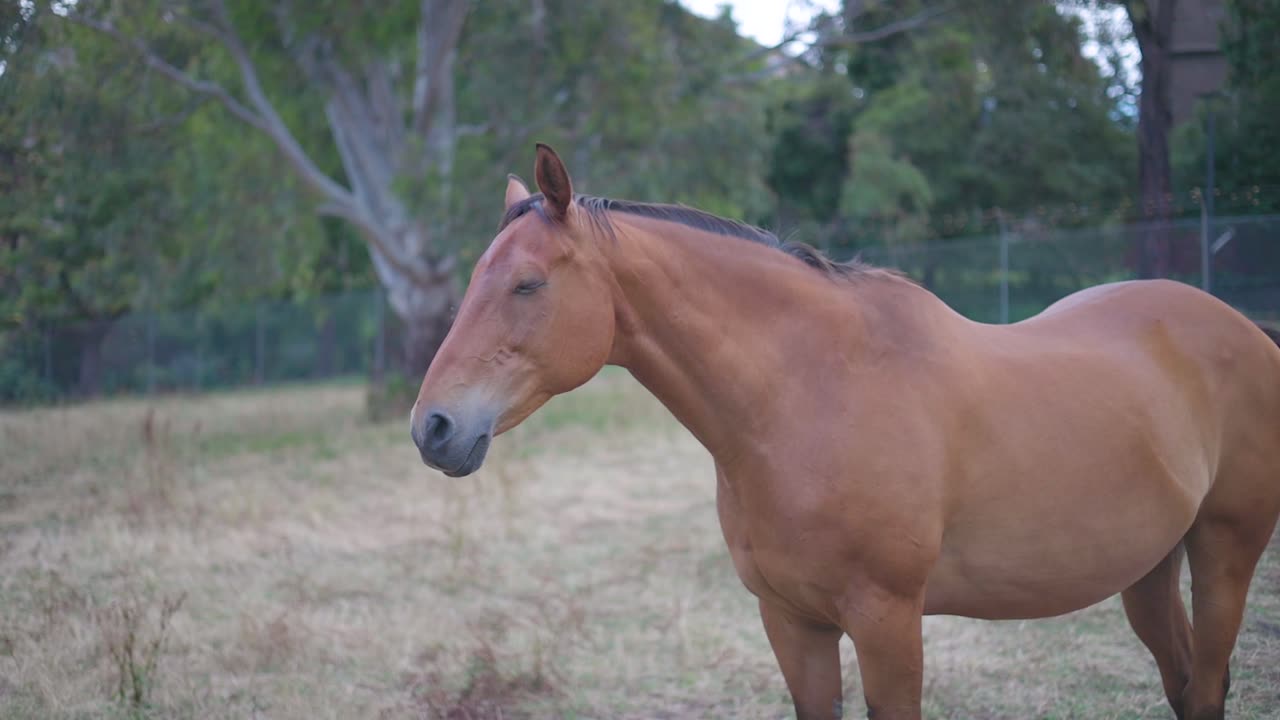 Bay Australian Stock Horse in Australia
