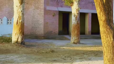 My Village Video ❤ #maxrecords #villagelife #larkana #sindh #pakistan