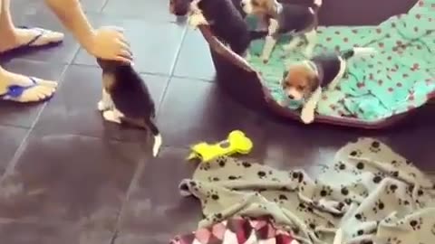 funny animals