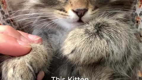 Soft Paws & Big Eyes: This Kitten Will Steal Your Heart! 🐾💖 #cutecat #catlovers #animalshorts