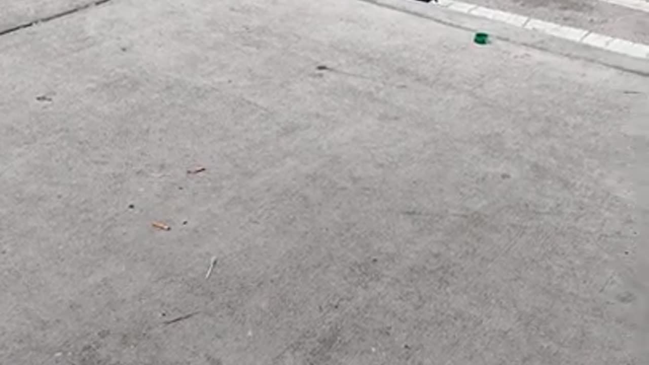 Birds at the Bus Stop in Fort Lauderdale Florida (Sep 17th 2022) _ Joe Winko