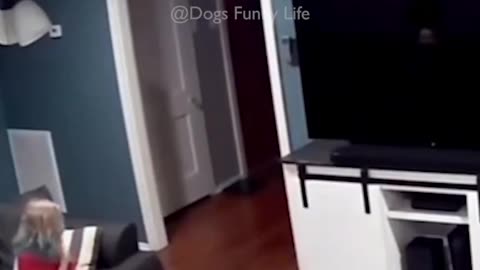 Funny_Dog_videos_🐶🐶#laughing_#memes_#cute