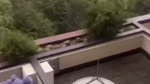 😂🍽️ This Table Fail is Epic! | FunFM
