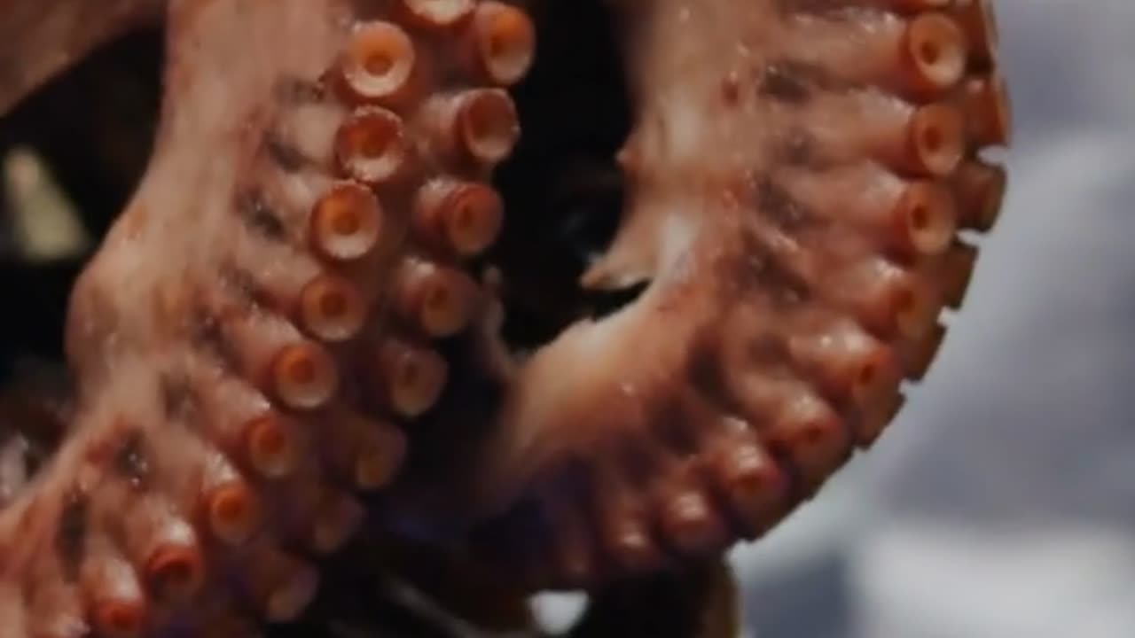 🐙 Octopuses Have 3 HEARTS! (But Two Stop When They Swim)