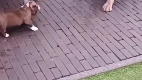puppy with her mother