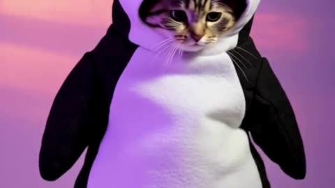 Penguin Cat Dancing #cat #dancingcat #petdance #dancingpets #catdancer #dance #funny #penguin