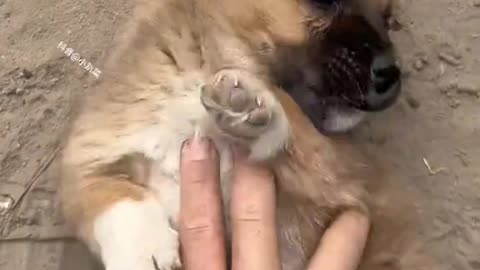 Dog's Comedy Videos 🤣 so cute videos 😍 funny videos 🤣