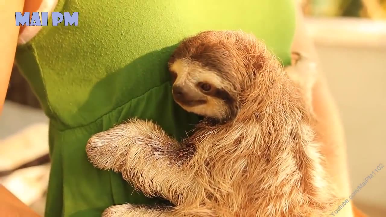 🤣Funny Animals Videos 12🤣