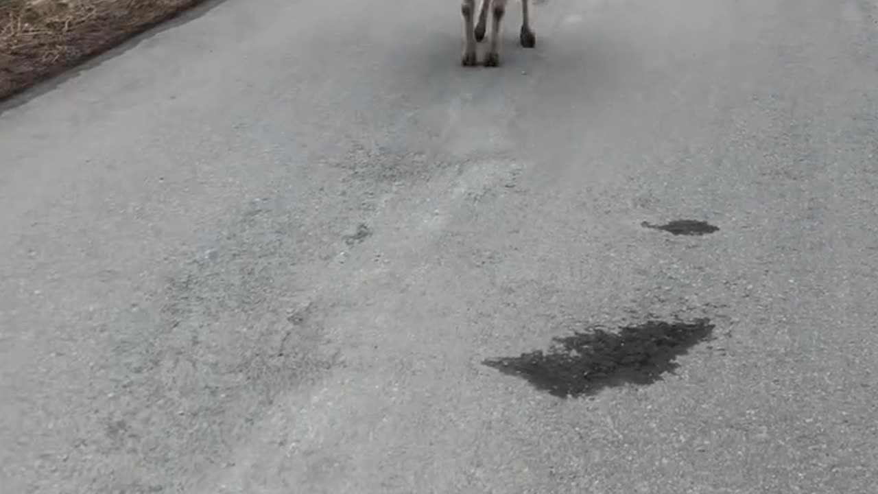 Animals funny video 😅📸