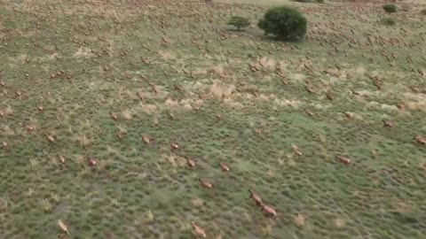 🤯✨ Witness 6 Million Antelopes in the Largest Land Migration! | FeedMyCuriosity