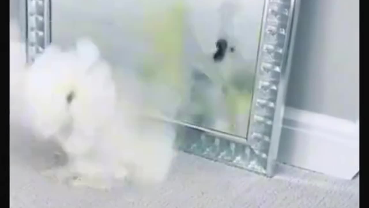 🦜 Parrot Arguing With His Reflection – Funniest Mirror Fight Ever! 😂