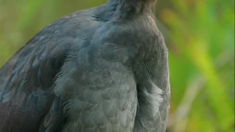 Bird video