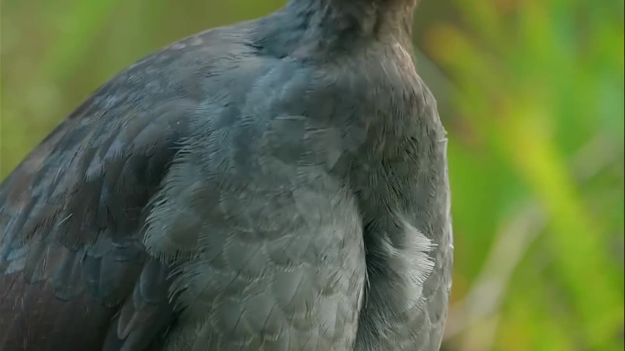 Bird video