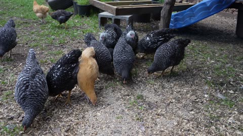 Chicks appreciate tried and true snack: sunflower seeds (no hulls).