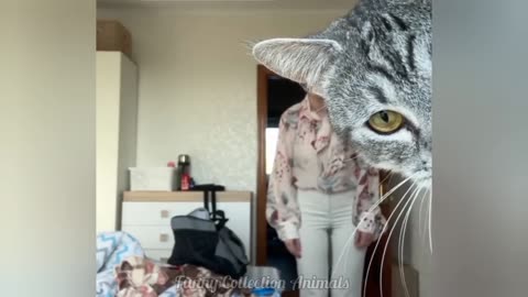 Funny videos of CATS🐱 and DOGS🐶 Best funny videos of ANIMALS 🤣2025