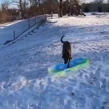 Dog having his own fun..