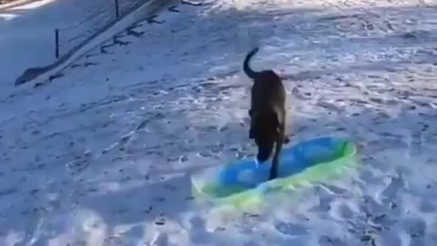 Dog having his own fun..