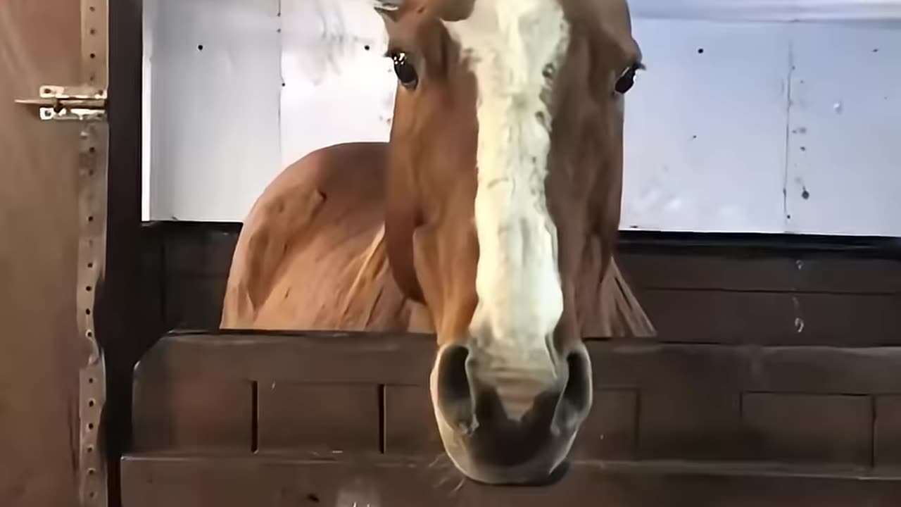 Every horse must have an emotional support kitty🐴🐈🥰