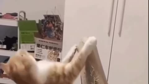 Cute cat lovers video