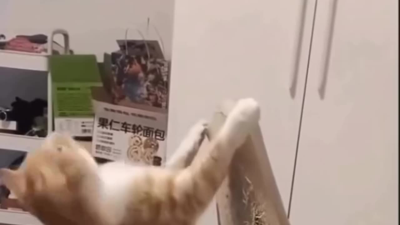 Cute cat lovers video