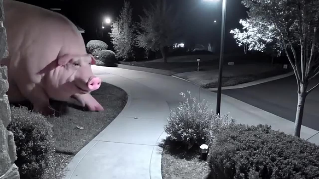 CCTV Camera: 👉 Giant Pink Pig Caught on Door Camera 🐷📹 | #AI Realistic Video