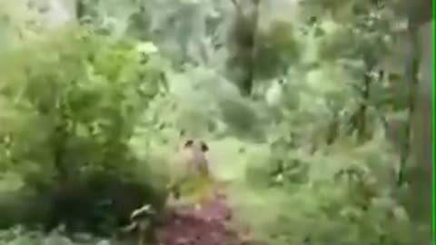 Oh nothing just a baby elephant sliding down a hill on its belly 🐘😊