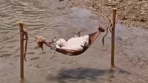 Funny 🤣 video of 🐸 frogs