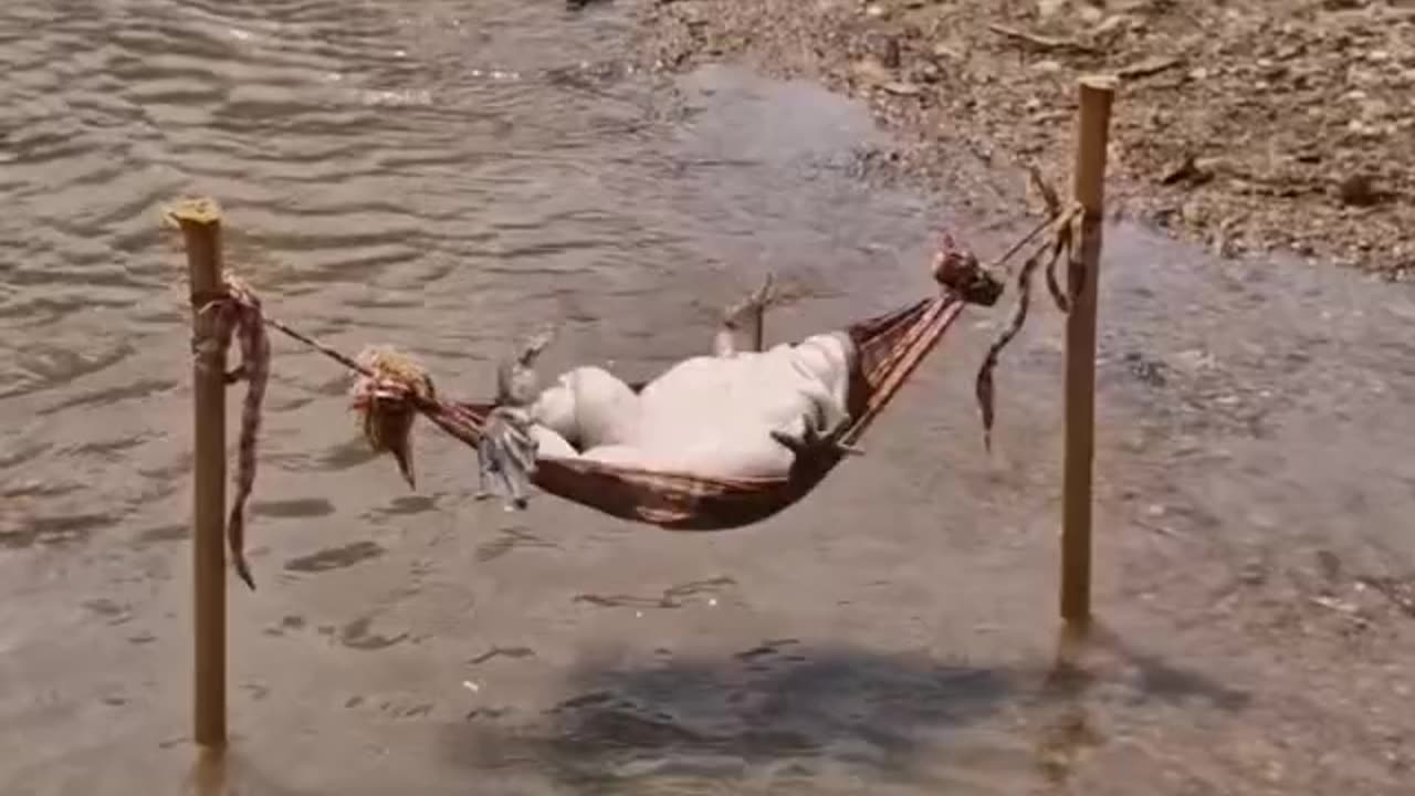 Funny 🤣 video of 🐸 frogs