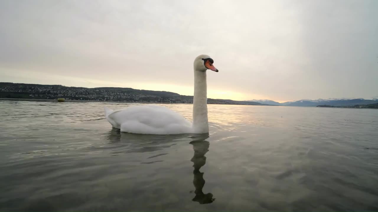 SWAN