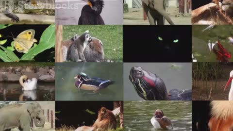 Cutest animals history
