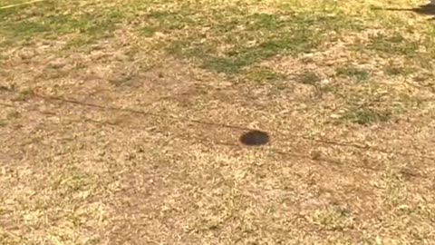 Playing Volleyball