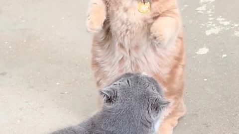 Cats Having the Funniest Battle Ever