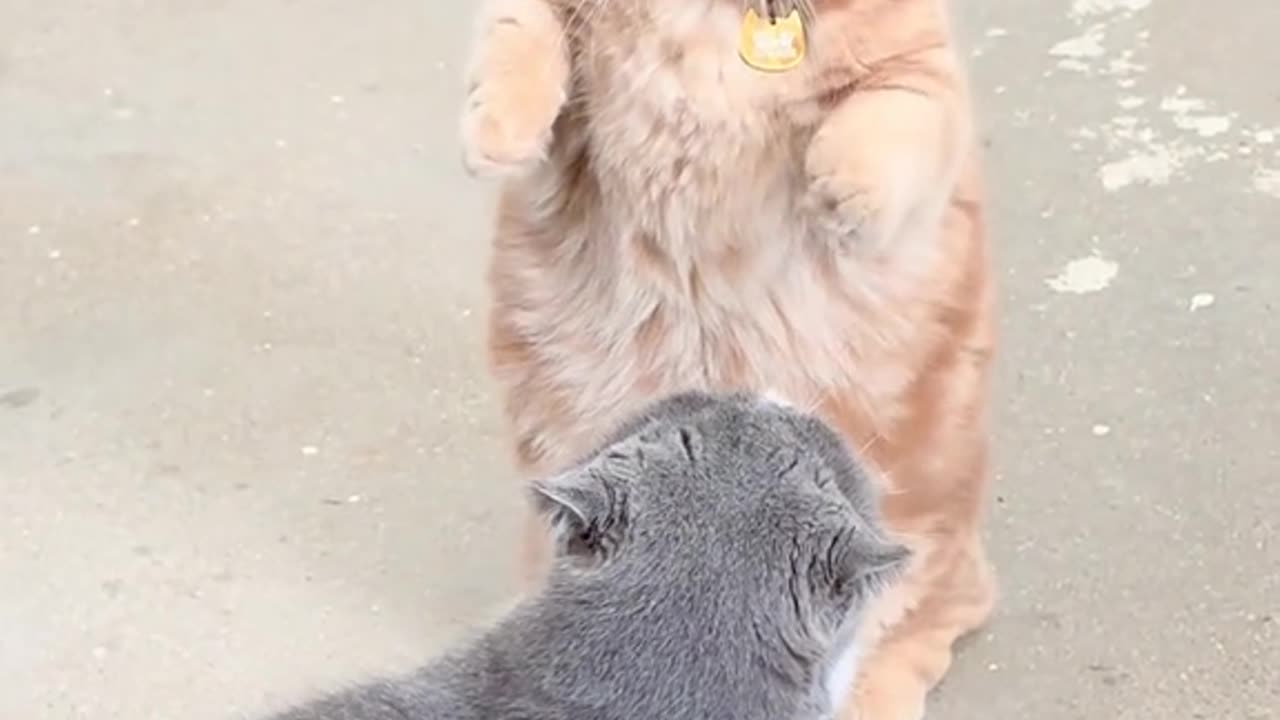 Cats Having the Funniest Battle Ever