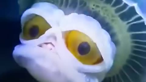 MEDUSA EXPANTA TUBARÃO 😬🥶🤯👀 #viral