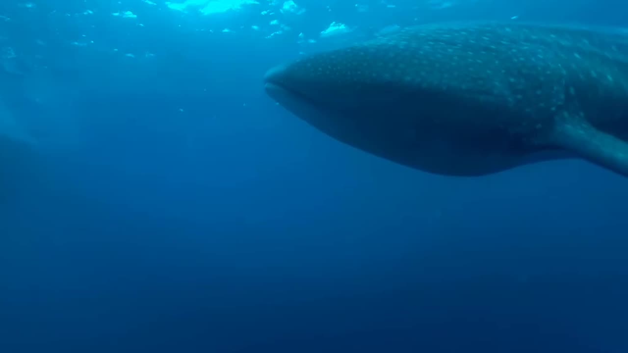 360 ' Diving with Sharks around the World - YouTube VR