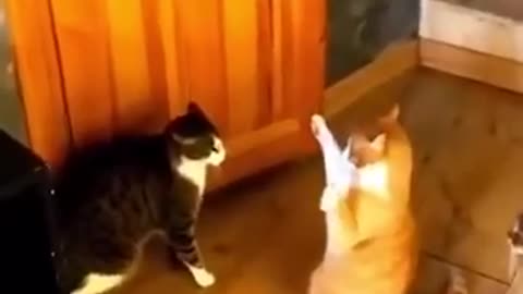 "Funniest Dog and Cat Clip EVER! 😂🐶🐱 You Have to See This!"