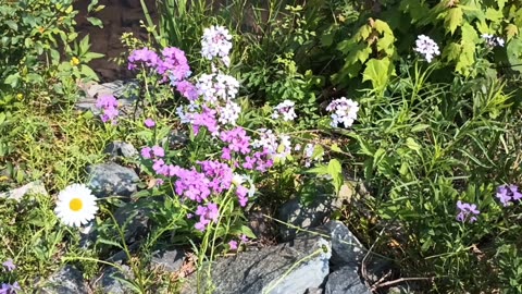 Wildflowers
