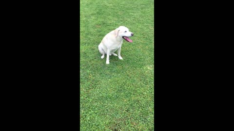 I miss my dog Dibbin