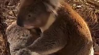 Koala mourning its deceased friend
