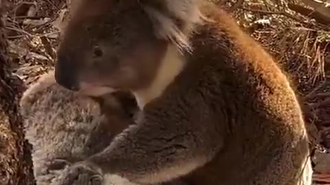 Koala mourning its deceased friend