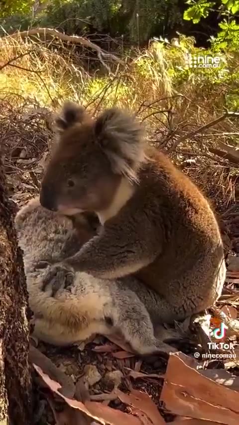 Koala mourning its deceased friend