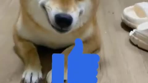 Dogs Stealing Food in the Sneakiest Ways