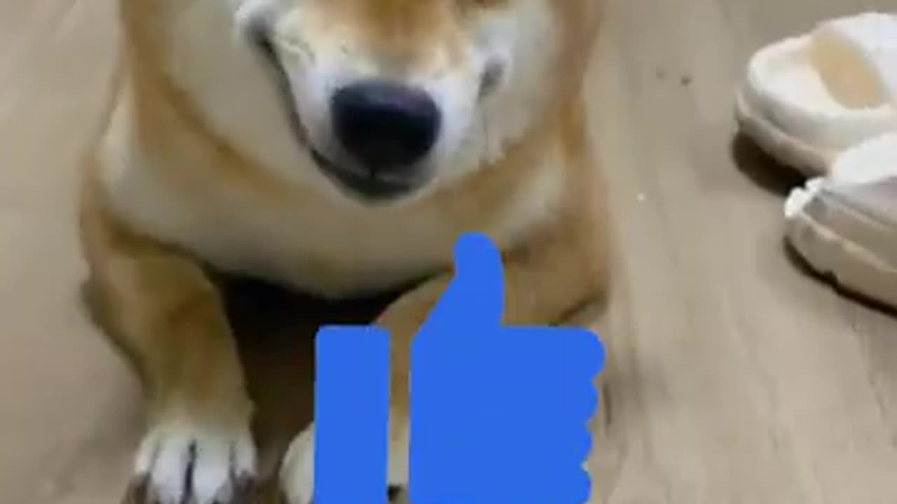 Dogs Stealing Food in the Sneakiest Ways