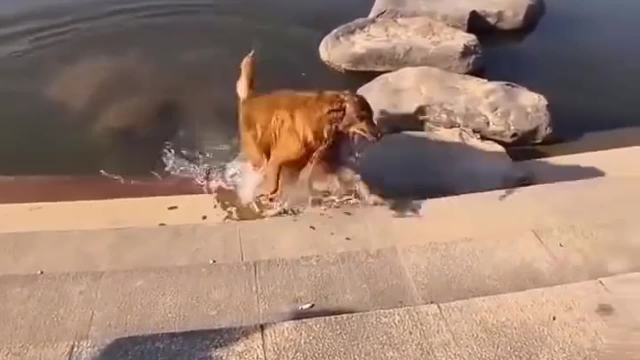 Funny animals