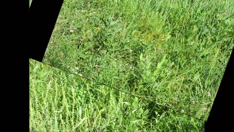 Wetland Restoration Straw Color Flatsedge August 2024